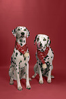 Dalmatian