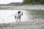 Dalmatian