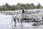 Dalmatian