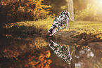 Dalmatian