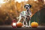 Dalmatian