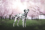Dalmatian