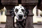 Dalmatian