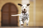 Dalmatian