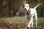 Dalmatian