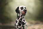 Dalmatian
