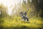 Dalmatian