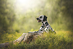 Dalmatian