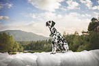 Dalmatian