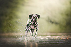 Dalmatian