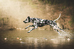 Dalmatian