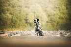 Dalmatian