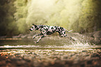 Dalmatian