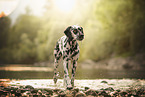 Dalmatian
