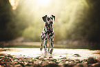 Dalmatian