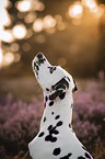 Dalmatian