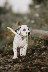 Dalmatian Puppy