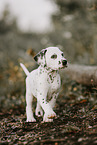 Dalmatian Puppy