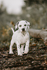 Dalmatian Puppy