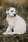 Dalmatian Puppy