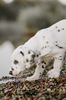 Dalmatian Puppy