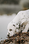 Dalmatian Puppy
