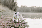 Dalmatian Puppy