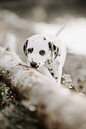 Dalmatian Puppy
