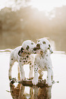 Dalmatian Puppy