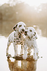 Dalmatian Puppy