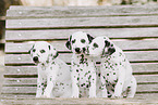 Dalmatian Puppy