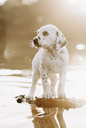 Dalmatian Puppy