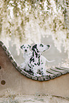 Dalmatian Puppy