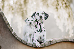 Dalmatian Puppy