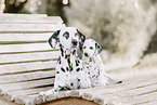 Dalmatian Puppy