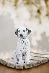 Dalmatian Puppy