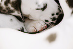 Dalmatian Puppy