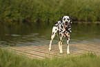 Dalmatian