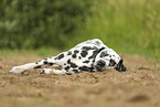 Dalmatian