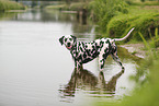 Dalmatian