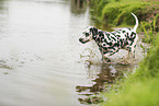 Dalmatian