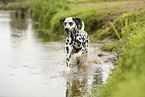 Dalmatian