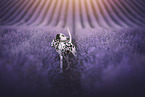 Dalmatian in a lavender field