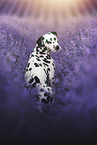 Dalmatian in a lavender field