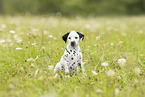 Dalmatian Puppy
