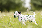 Dalmatian Puppy