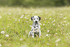Dalmatian Puppy