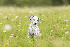 Dalmatian Puppy