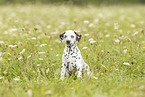 Dalmatian Puppy
