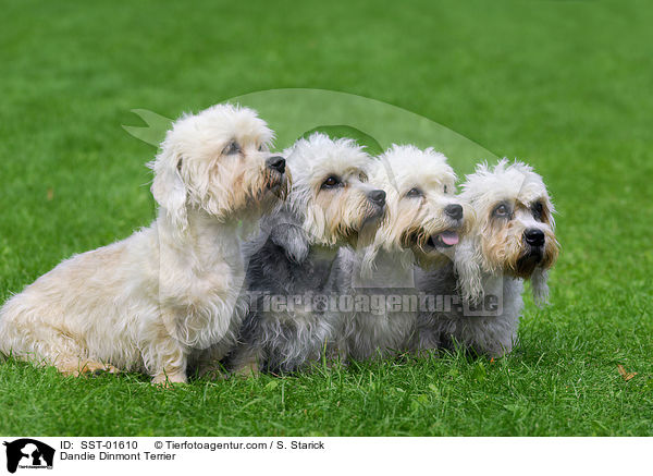 Dandie Dinmont Terrier / Dandie Dinmont Terrier / SST-01610